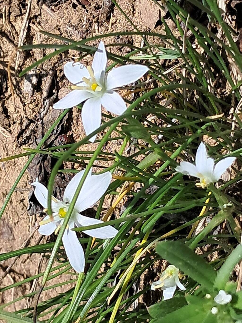 Ornithogalum orthophyllum (Ornithogalum orthophyllum)