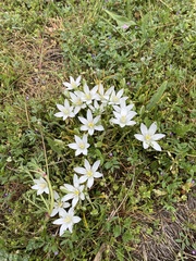 Ornithogalum refractum (Ornithogalum refractum)