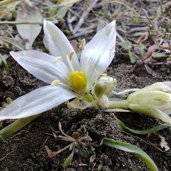 Ornithogalum refractum (Ornithogalum refractum)