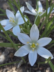 Ornithogalum refractum (Ornithogalum refractum)