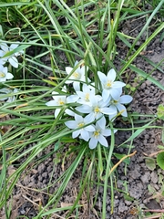 Ornithogalum refractum (Ornithogalum refractum)