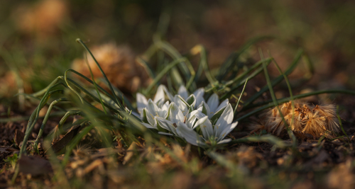 Ornithogalum refractum (Ornithogalum refractum)