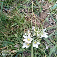 Ornithogalum refractum (Ornithogalum refractum)