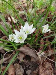 Ornithogalum refractum (Ornithogalum refractum)