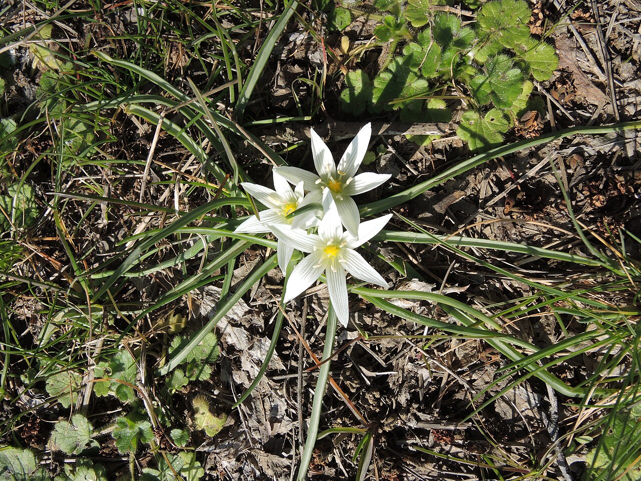 Ornithogalum sigmoideum: Ornithogalum sigmoideum