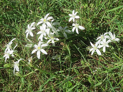Common star-of-bethlehem: Dolden-Milchstern ( Ornithogalum umbellatum ) in Saarbrücken