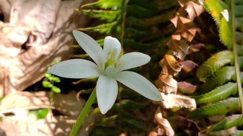 Common star-of-bethlehem (Ornithogalum umbellatum)
