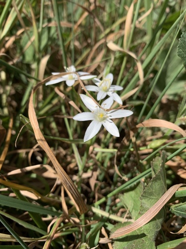 Common star-of-bethlehem (Ornithogalum umbellatum)