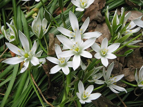 Common star-of-bethlehem: Ornithogalum umbellatum close-up