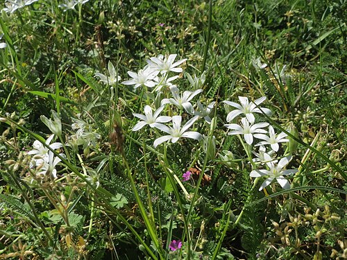 Common star-of-bethlehem: Dolden-Milchstern ( Ornithogalum umbellatum ) in Saarbrücken