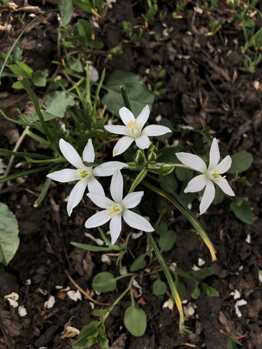 Common star-of-bethlehem (Ornithogalum umbellatum)