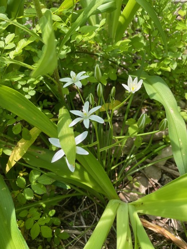 Common star-of-bethlehem (Ornithogalum umbellatum)