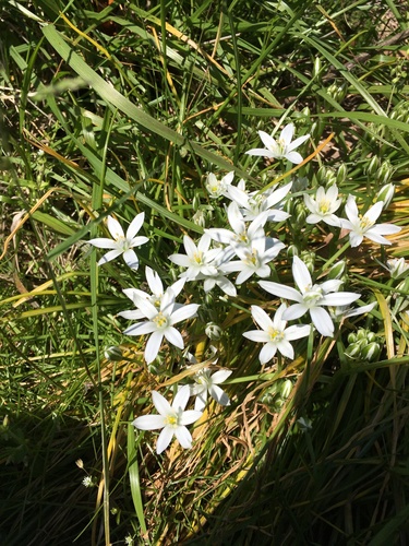 Common star-of-bethlehem (Ornithogalum umbellatum)