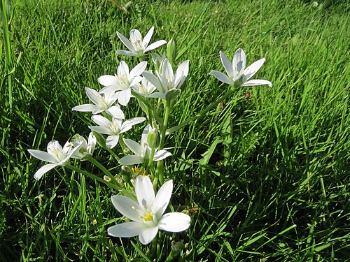 Common star-of-bethlehem: Dolden-Milchstern ( Ornithogalum umbellatum ) in Alt-Saarbrücken
