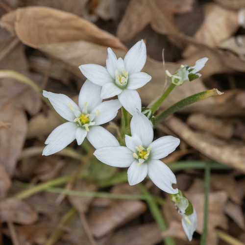 Common star-of-bethlehem (Ornithogalum umbellatum)