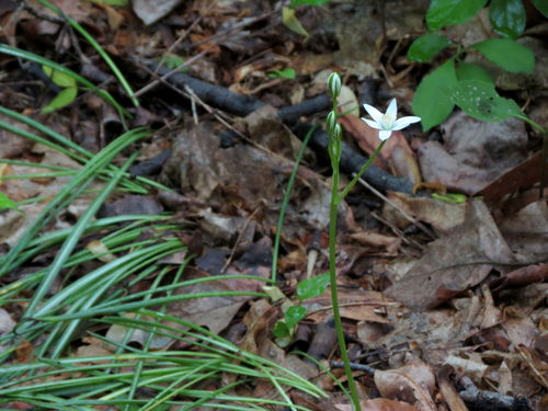 Common star-of-bethlehem (Ornithogalum umbellatum)