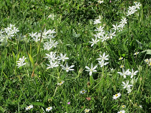 Common star-of-bethlehem: Dolden-Milchstern ( Ornithogalum umbellatum ) in Saarbrücken