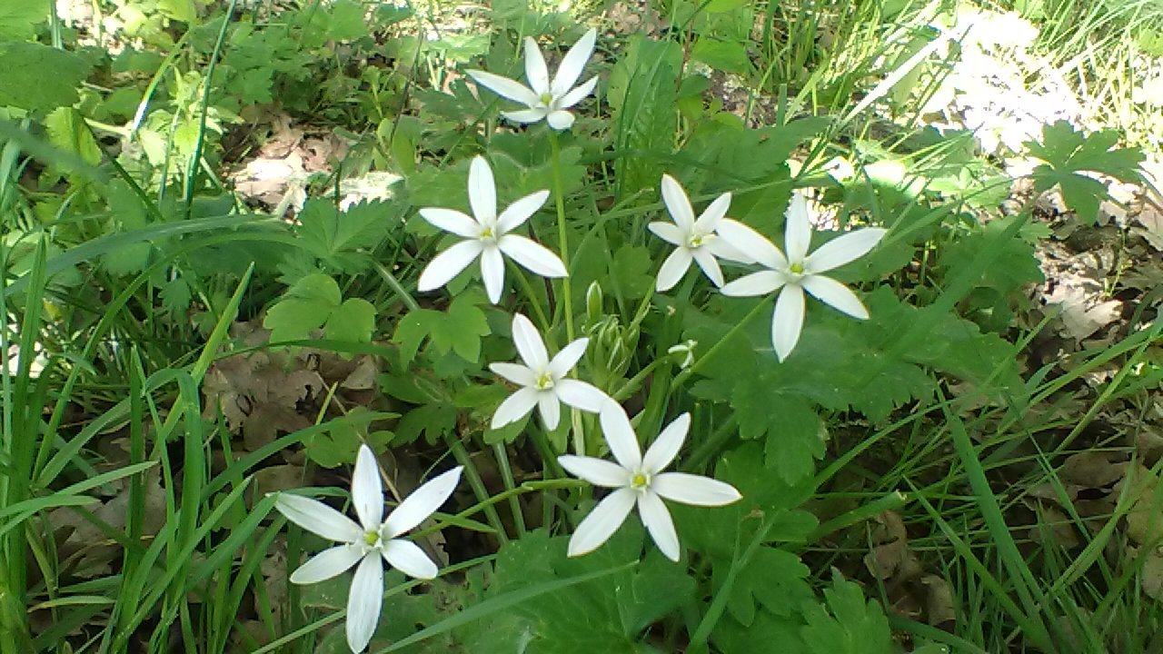 Ornithogalum woronowii: Ornithogalum woronowii
