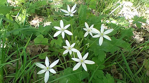 Ornithogalum woronowii: Ornithogalum woronowii