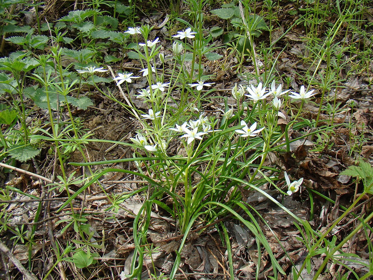Ornithogalum woronowii: Ornithogalum woronowii . Russia, Krasnodar kray, Ust'-Labinsk. Coast of Kuban River.