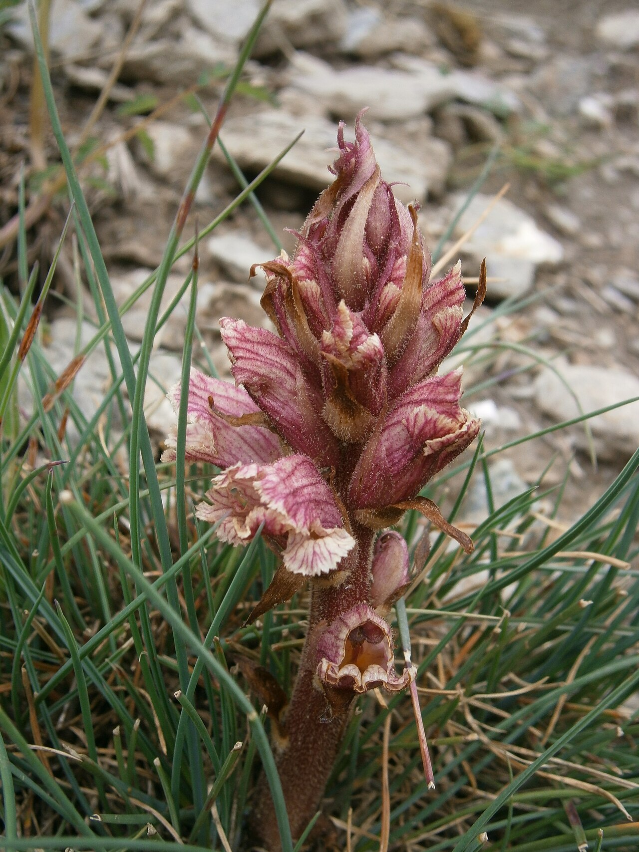Orobanche alba: Orobanche alba