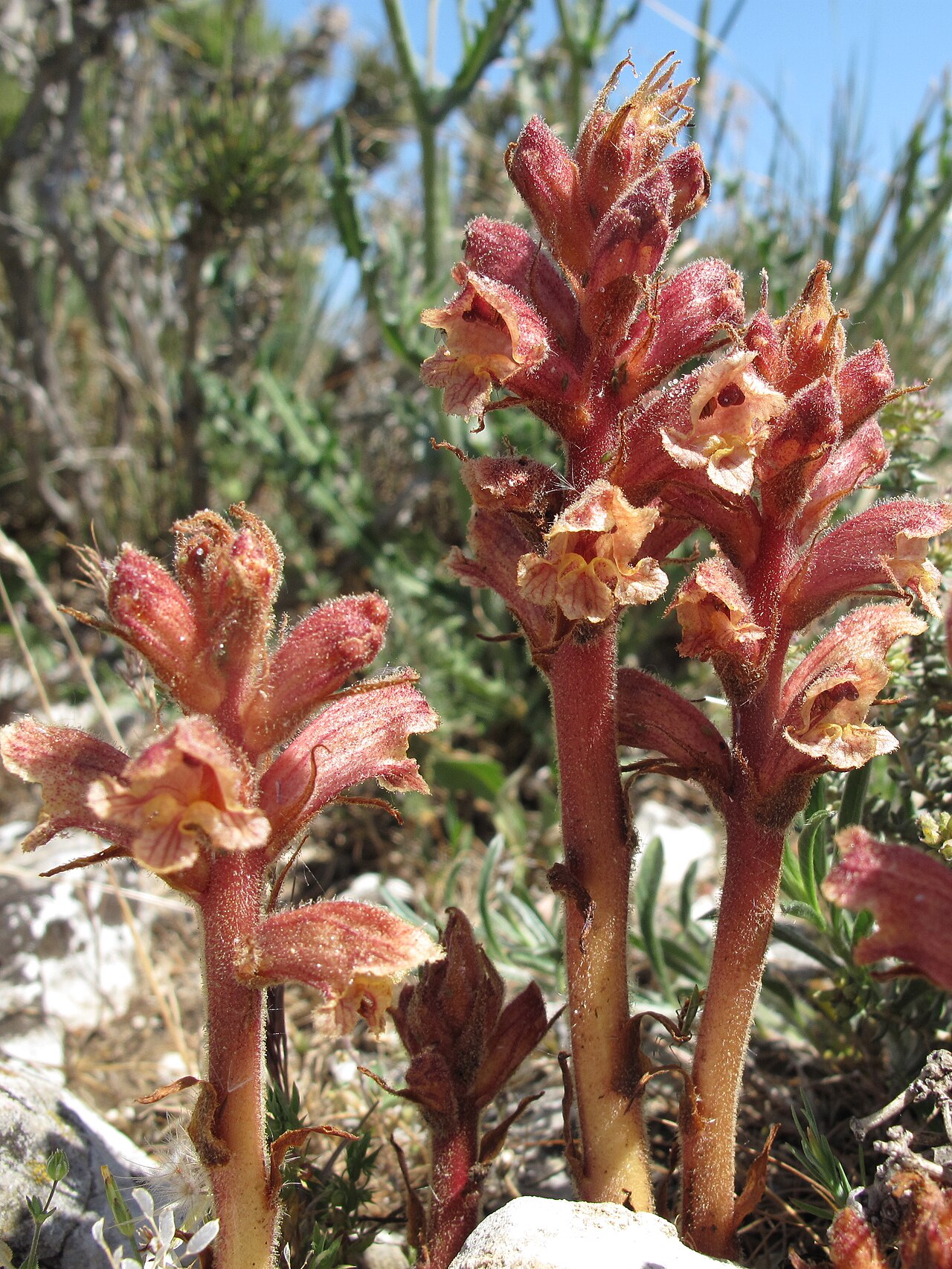 Orobanche alba: Orobanche alba