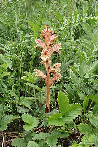 Orobanche alba: Orobanche alba , Tauberland, Germany