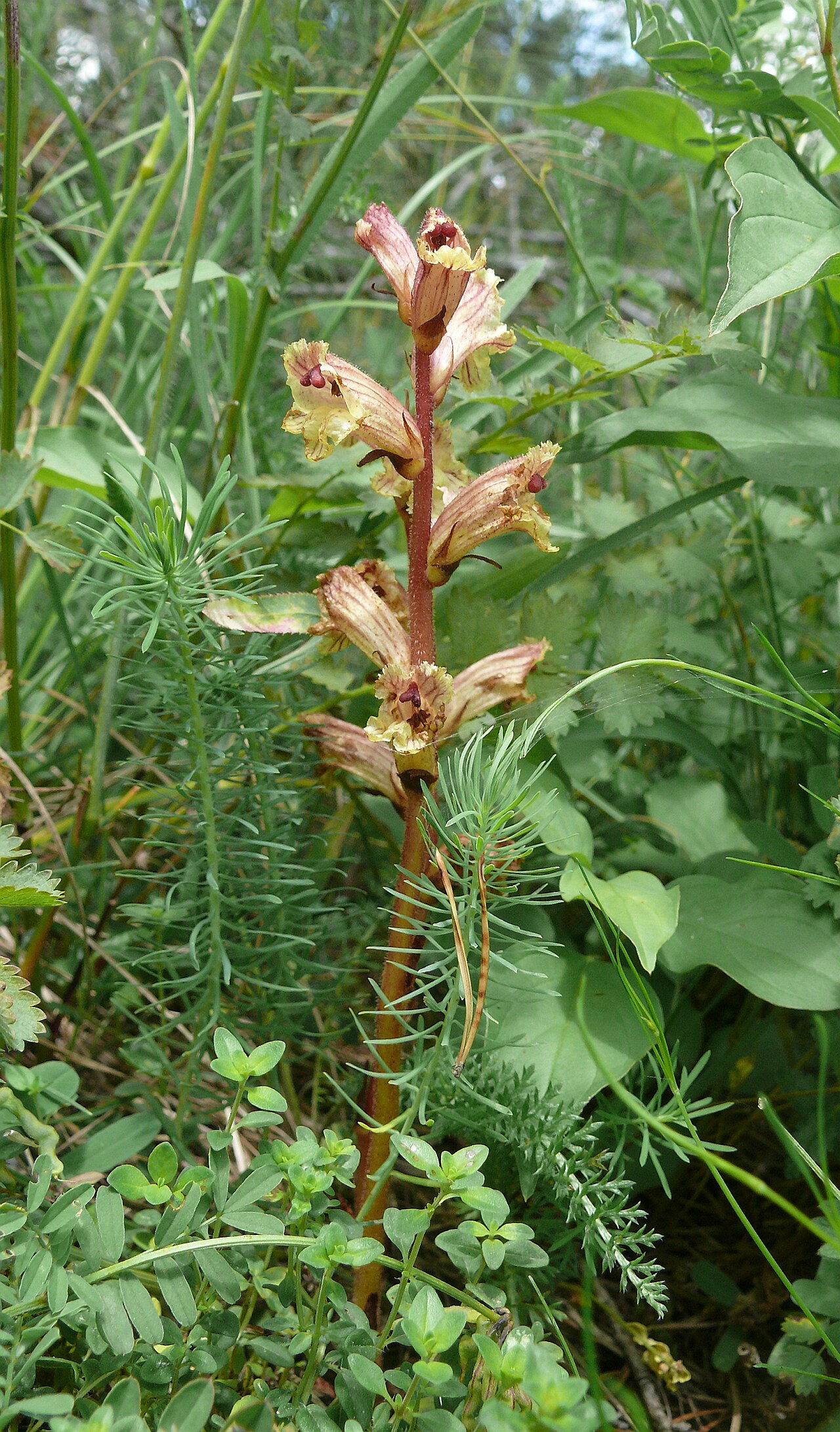 Orobanche alba: Orobanche alba , Tauberland, Germany