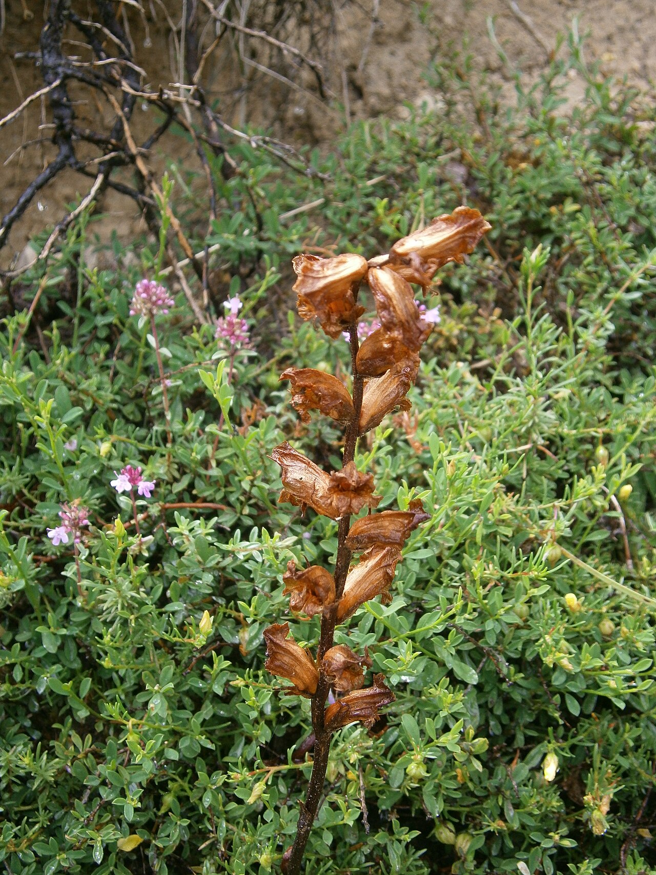 Orobanche alba: Orobanche alba