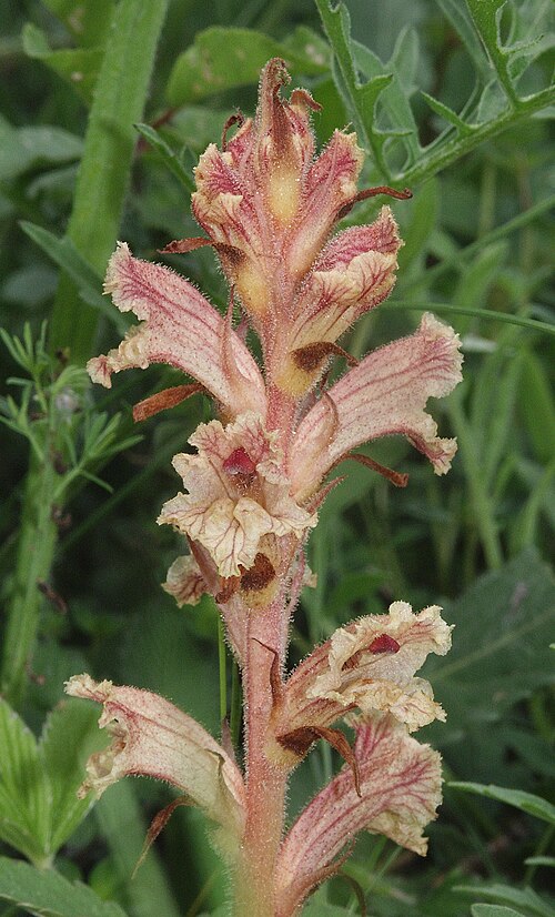 Orobanche alba: Orobanche alba , Tauberland, Germany