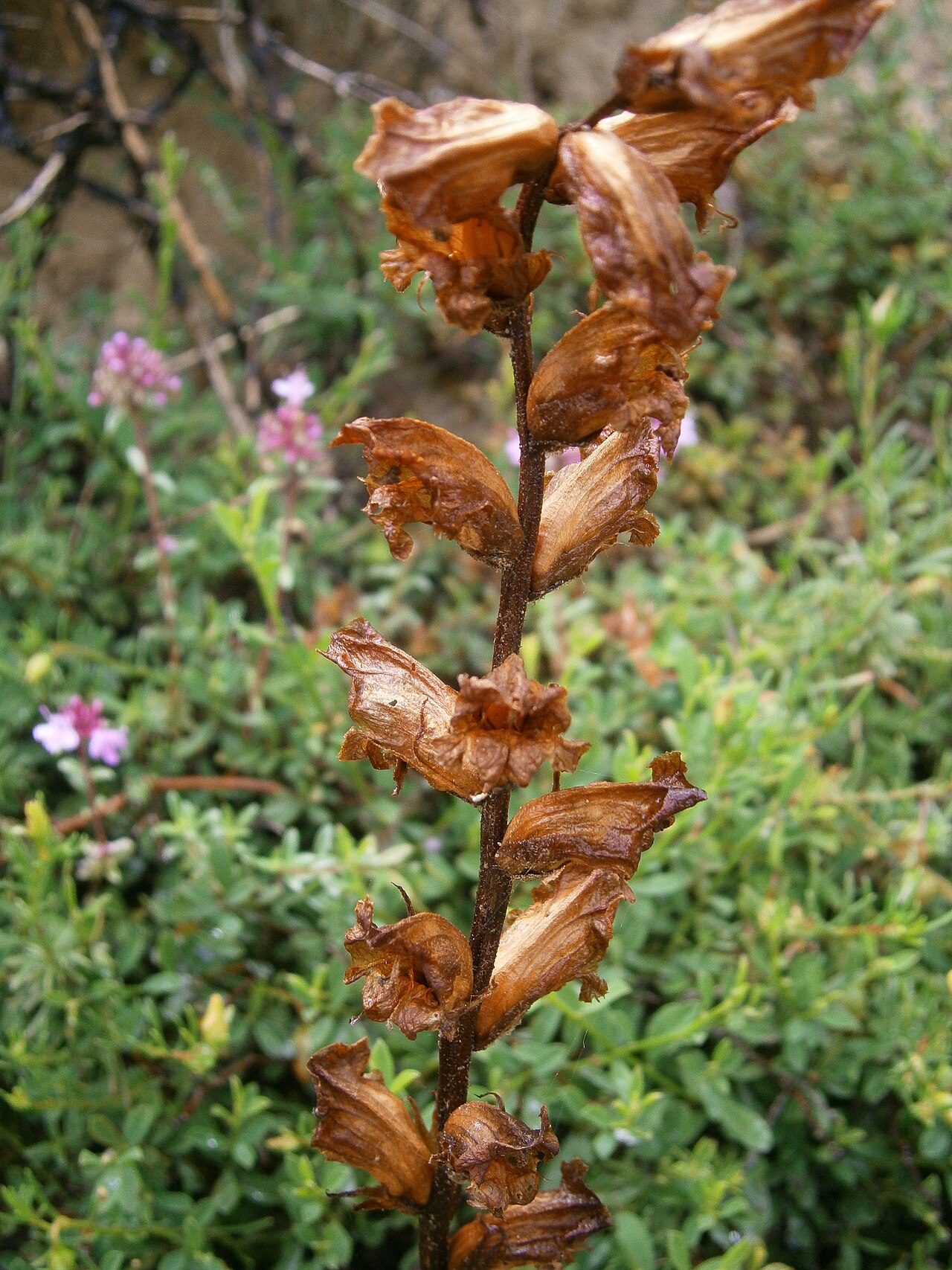 Orobanche alba: Orobanche alba