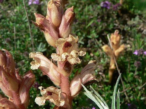 Orobanche alba: Orobanche alba