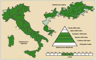 Orobanche alba: Orobanche alba - Distribuzione