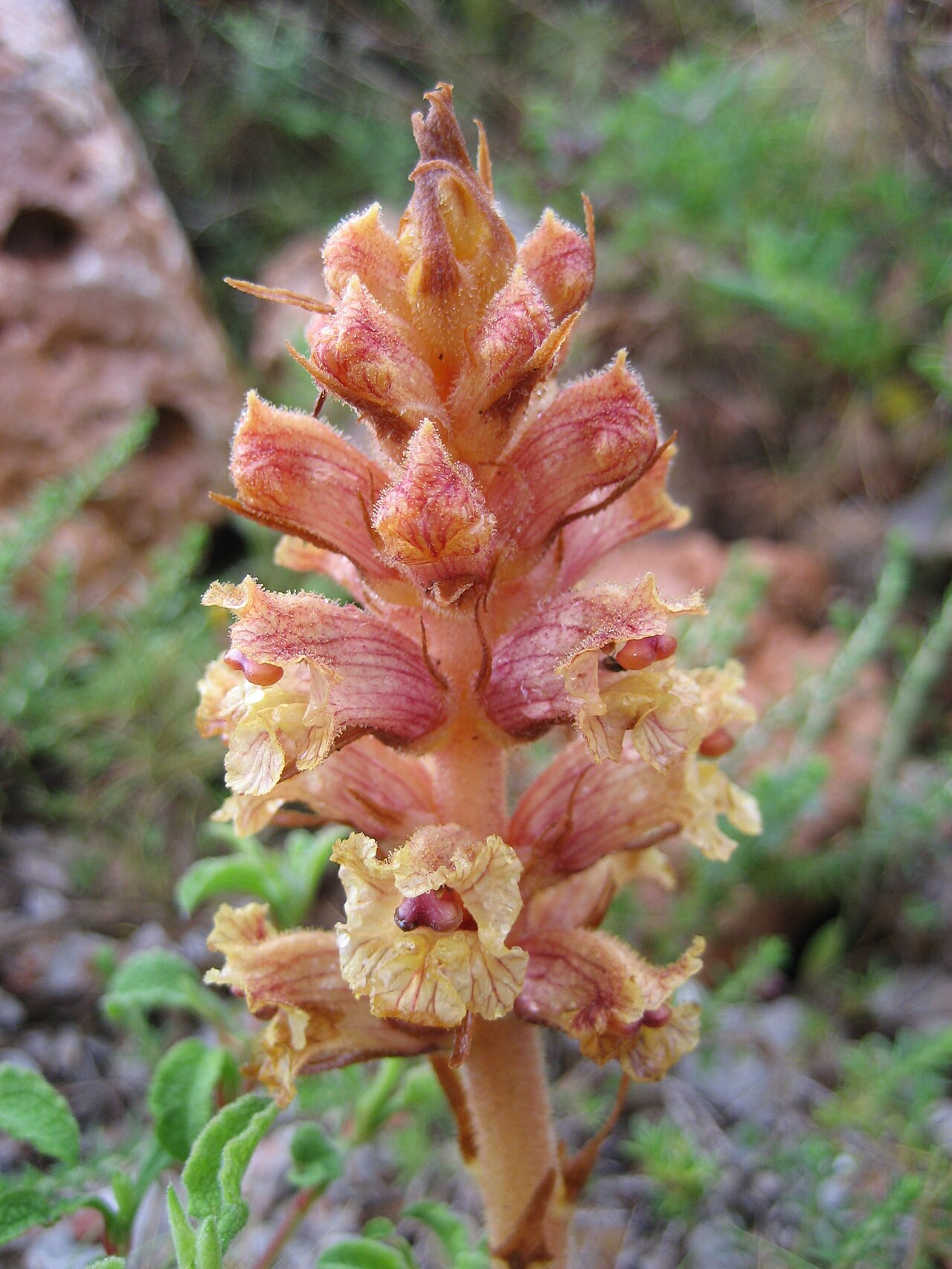 Orobanche alba: Orobanche alba , Chios , Greece. Near Olympi