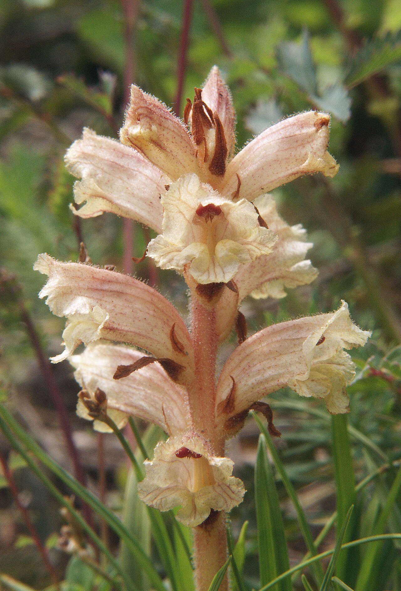 Orobanche alba: Orobanche alba , Tauberland, Germany