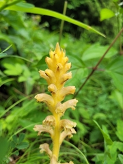 Orobanche alsatica (Orobanche alsatica)