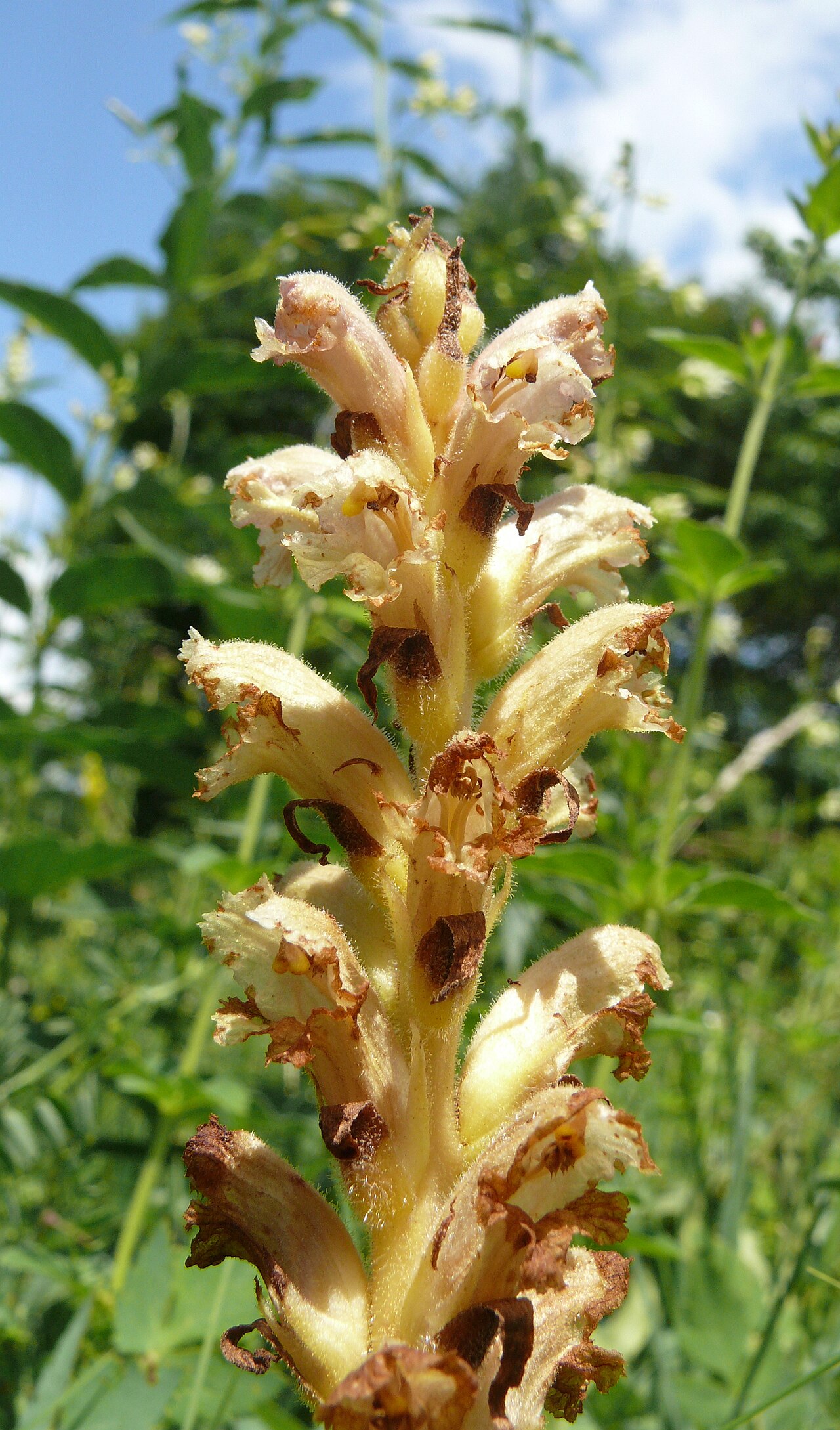 Orobanche alsatica: Orobanche alsatica , Tauberland, Deutschland
