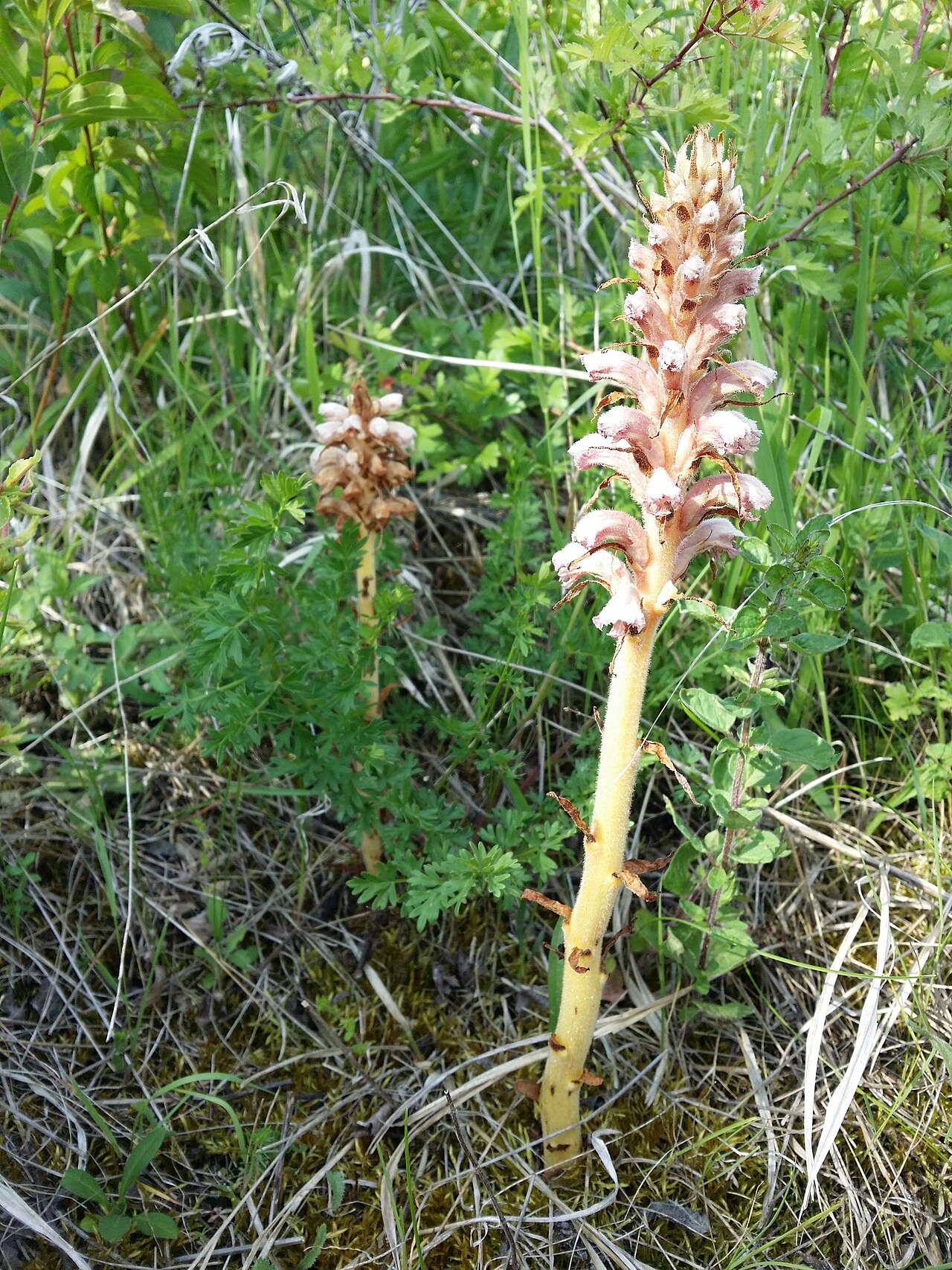 Orobanche alsatica: Habitus Taxonym: Orobanche alsatica ss Fischer et al. EfÖLS 2008 ISBN 978-3-85474-187-9 Location: semi-dry grasslands northwest of Poysdorf, district Mistelbach