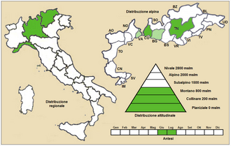 Orobanche alsatica: Orobanche alsatica - Distribuzione