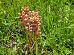 Orobanche alsatica (Orobanche alsatica)