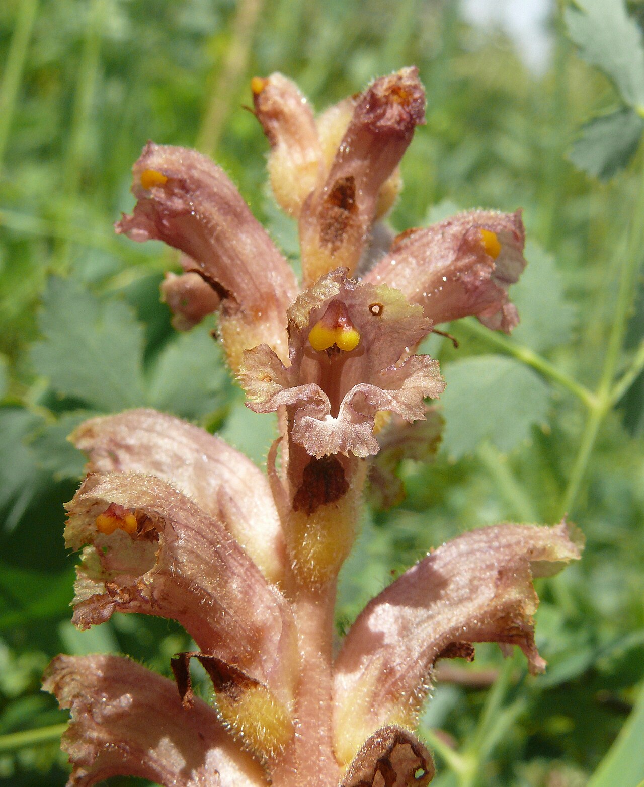 Orobanche alsatica: Orobanche alsatica , Tauberland, Deutschland