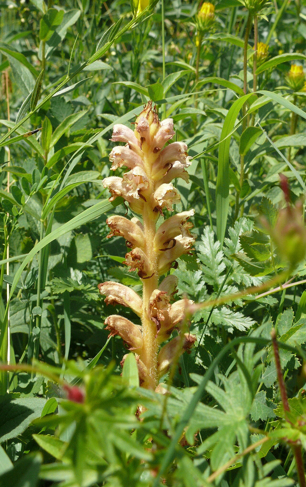 Orobanche alsatica: Orobanche alsatica , Tauberland, Deutschland