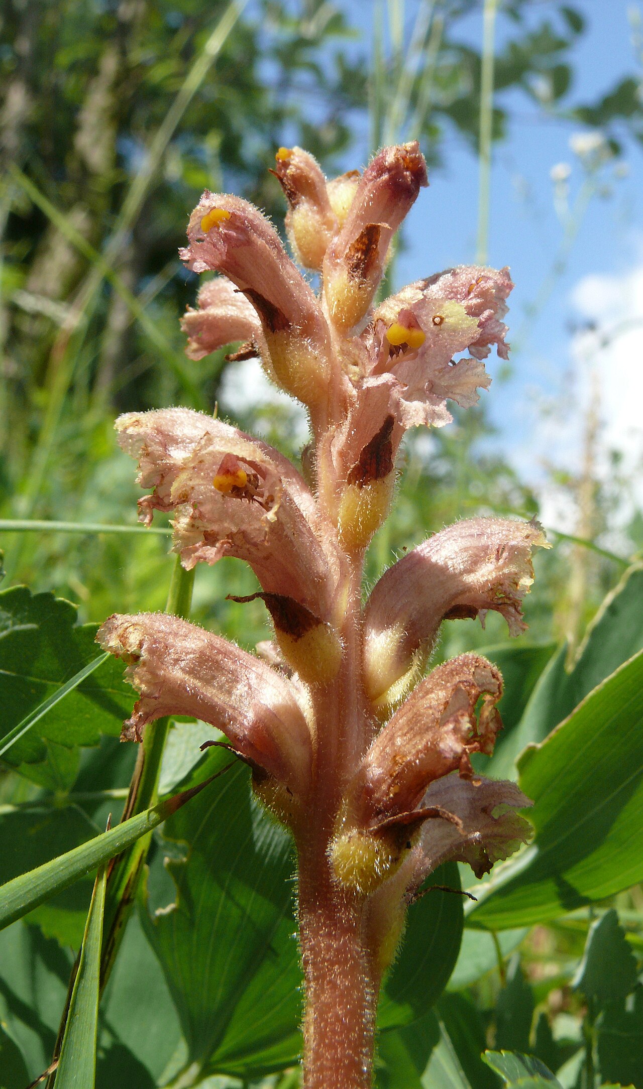 Orobanche alsatica: Orobanche alsatica , Tauberland, Deutschland
