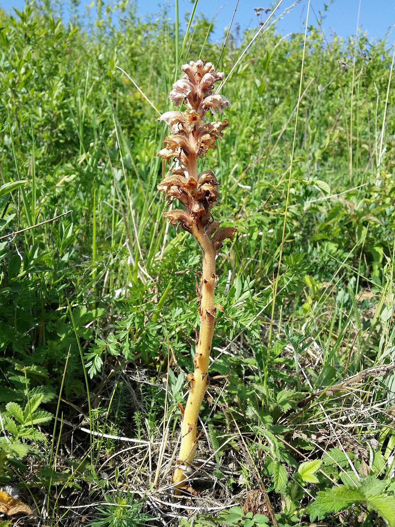 Orobanche alsatica: Habitus Taxonym: Orobanche alsatica ss Fischer et al. EfÖLS 2008 ISBN 978-3-85474-187-9 Location: semi-dry grasslands northwest of Poysdorf, district Mistelbach