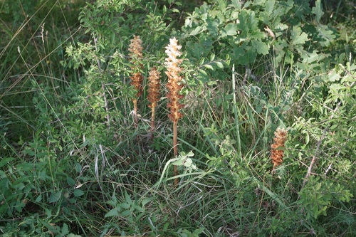 Orobanche alsatica (Orobanche alsatica)