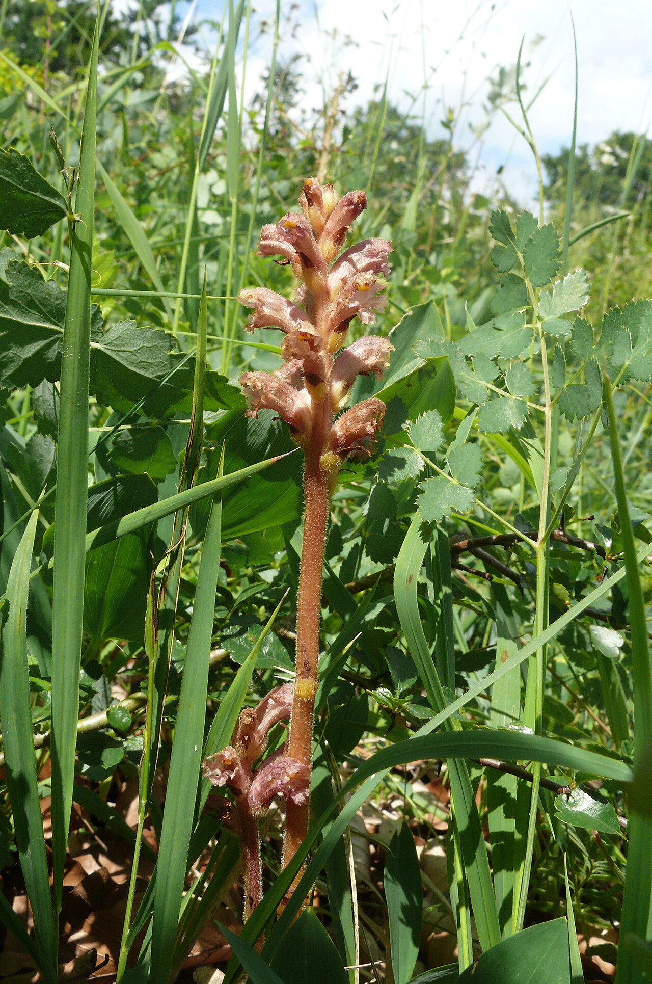 Orobanche alsatica: Orobanche alsatica , Tauberland, Deutschland