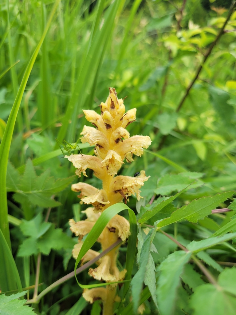 Orobanche alsatica (Orobanche alsatica)