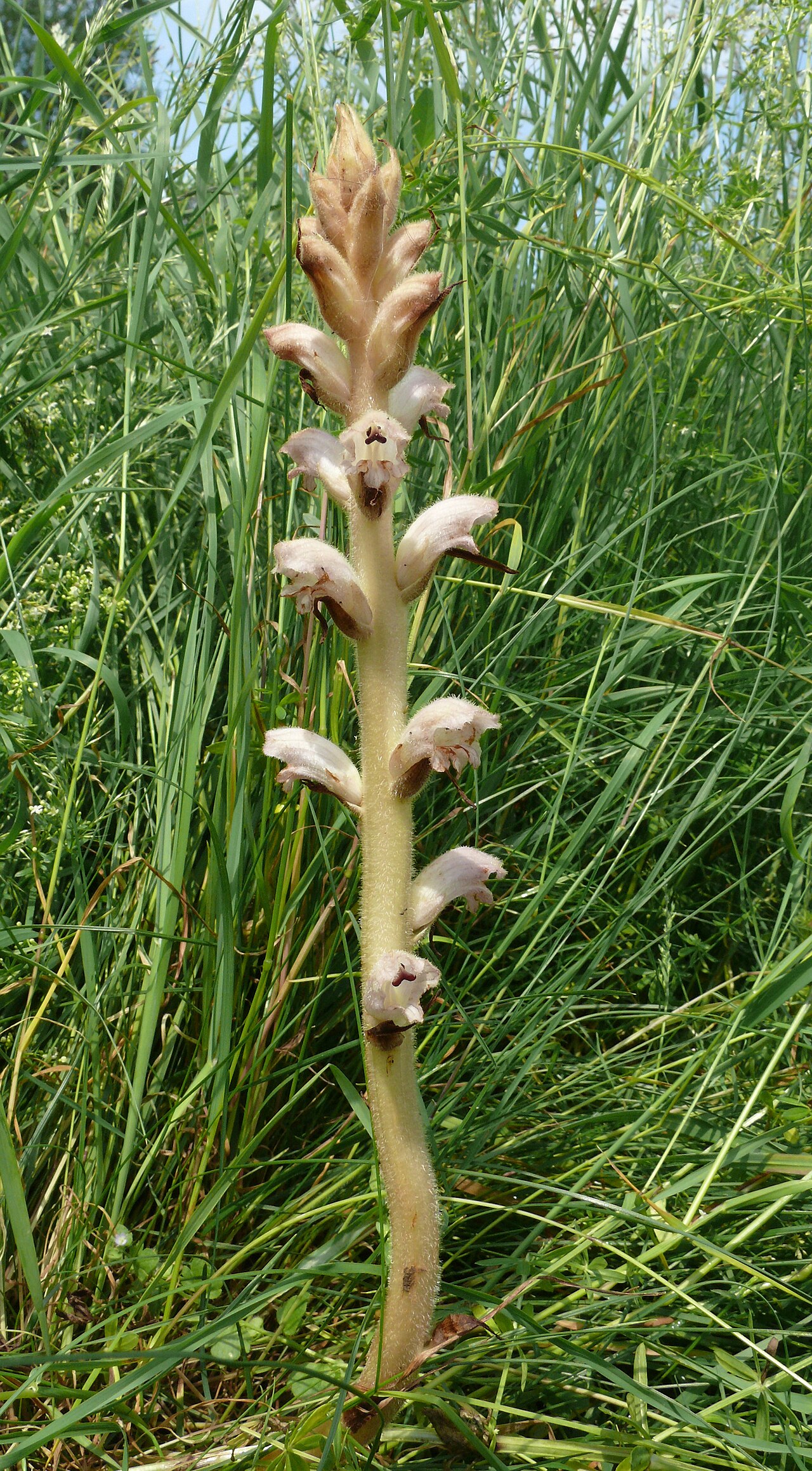 Bedstraw broomrape: Orobanche caryophyllacea , Nördlinger Ries, Deutschland