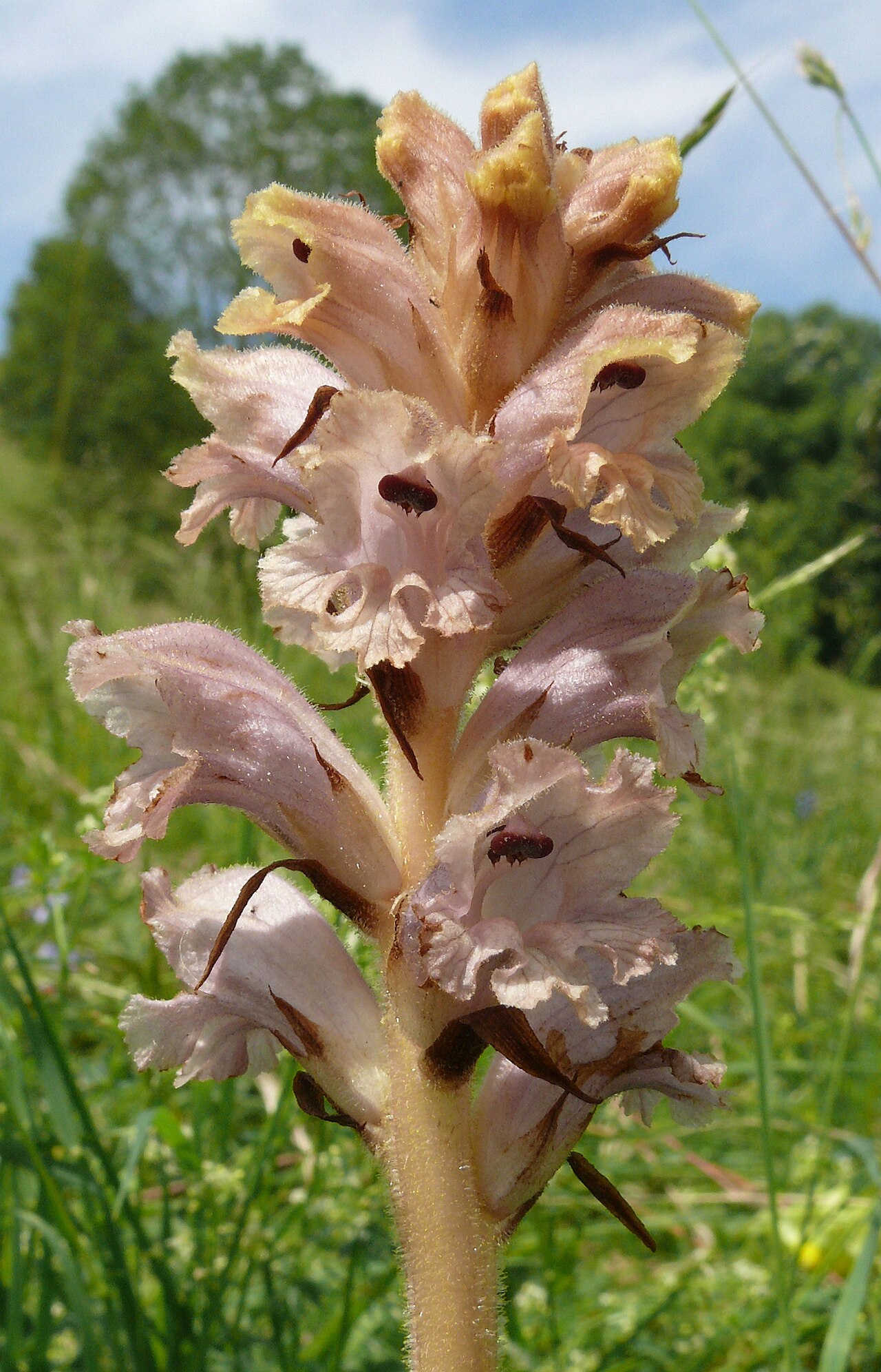 Bedstraw broomrape: Orobanche caryophyllacea , Nördlinger Ries, Deutschland