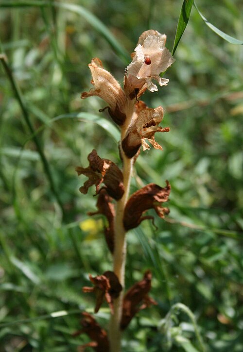 Bedstraw broomrape: Labkraut-Sommerwurz ( Orobanche caryophyllacea ), Sommerwurzgewächse (Orobanchaceae) - Ungarn/Magyarország/Hungary: Pest megye, Szénás-Hügel bei Pilisszentiván